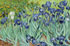 Irises
